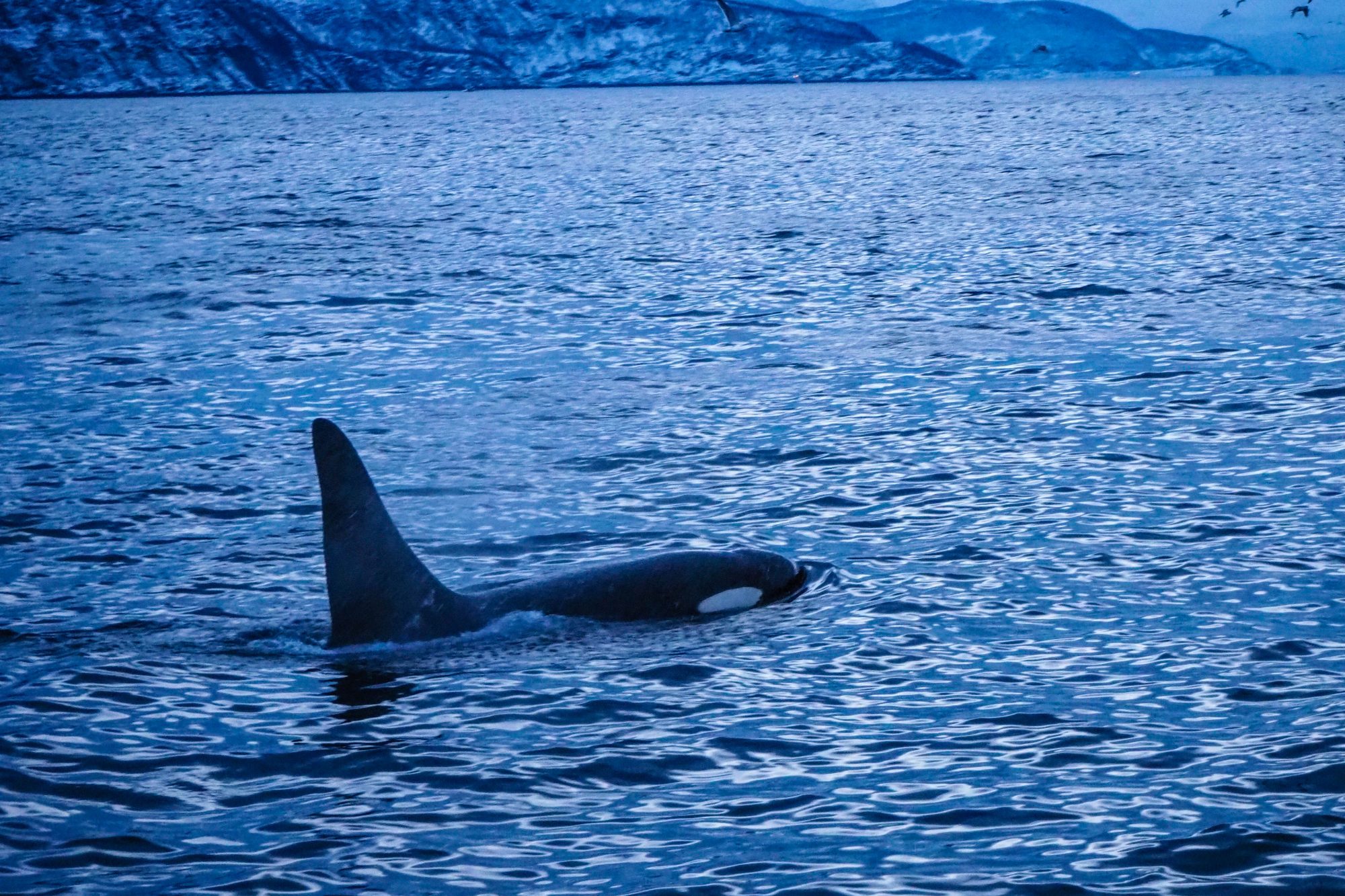 Orques à Trosmø, Norvège Orque_Tromso_Norvege-VoyagesEtCompagnie1 | Voyages-et-compagnie.com - Blog voyage
