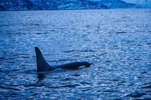 Norvège |  Voir les orques à Tromsø (Skjervøy)